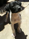 Bruno