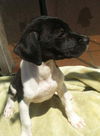 Bruno