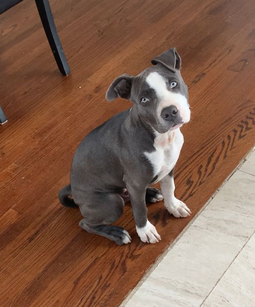 Petey