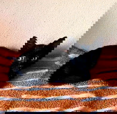 Pantera