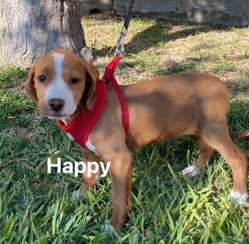Happy