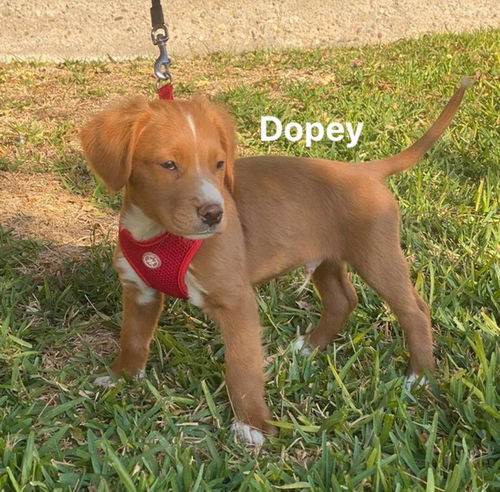 Dopey