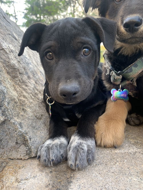 Wish Bear