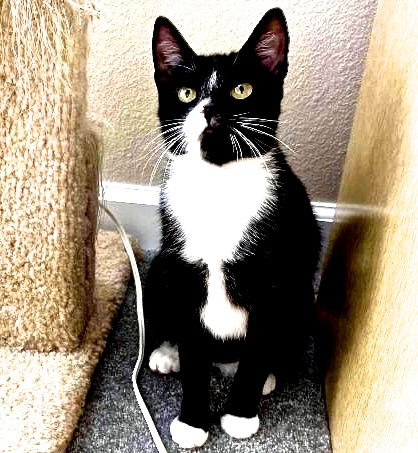 Figaro (aka Figgy)