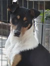 Lindy