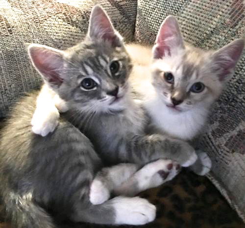 Tango