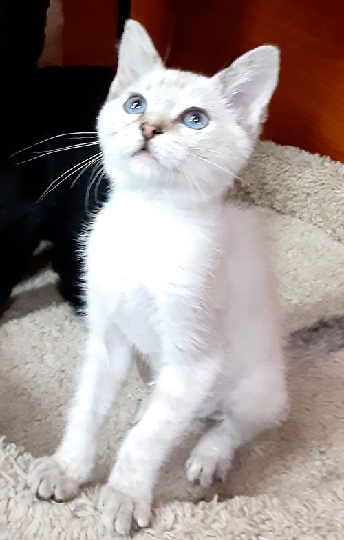 Violet aka velvet