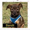 Bandit