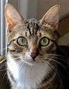 Kat
