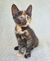 Babybel (fka Pepper)