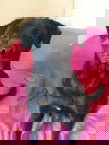 Cooper
