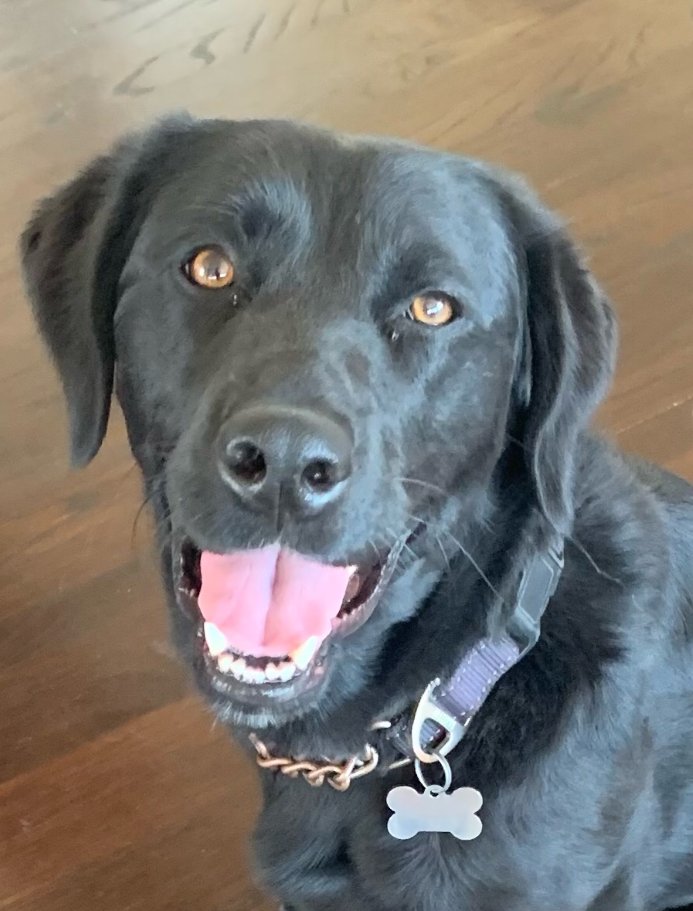 adoptable Dog in San Diego, CA named Leyla