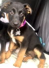 Buttercup