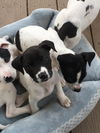 Oreo