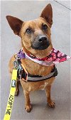 adoptable Dog in san diego, CA named Aggie