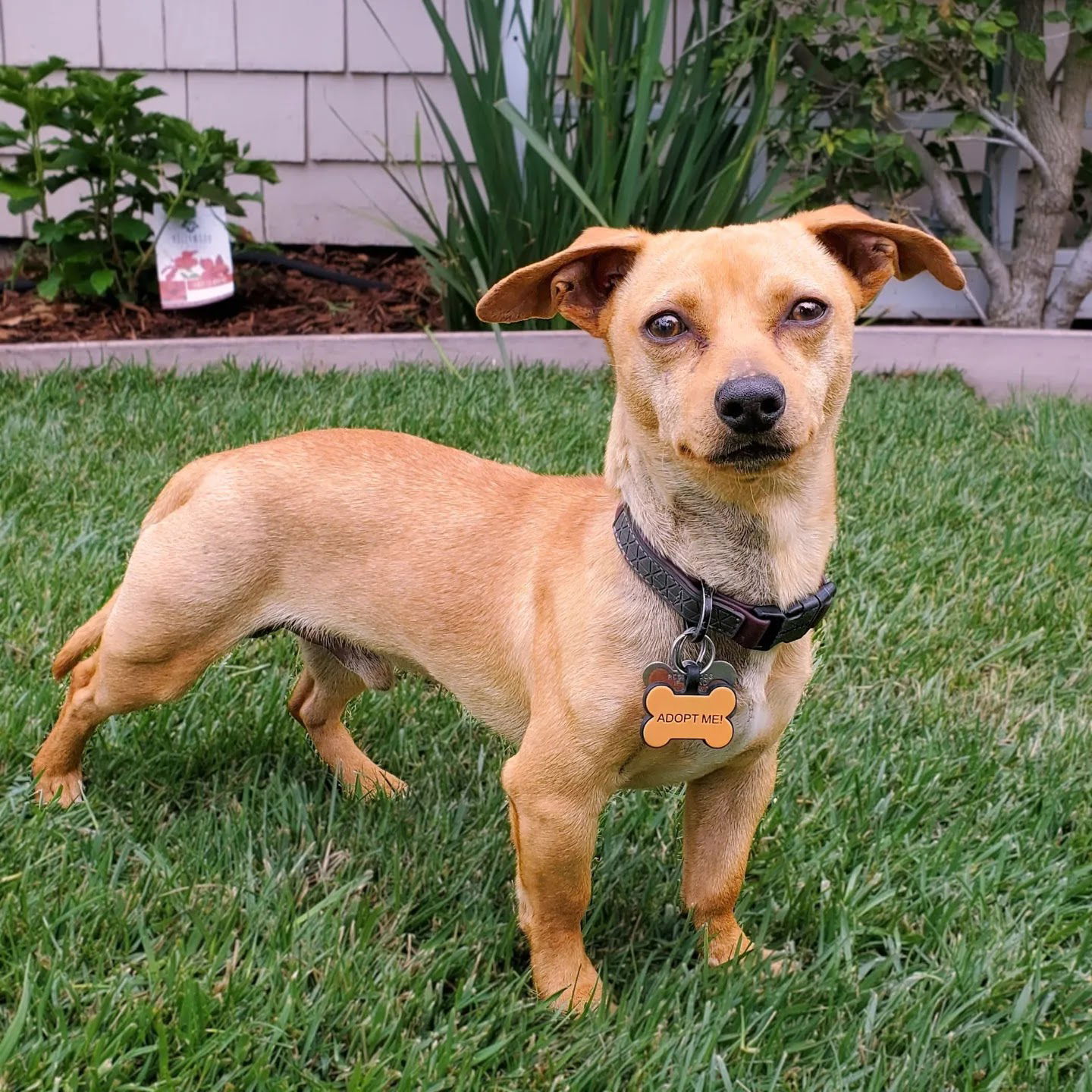 Chihuahua hot shop dog mix