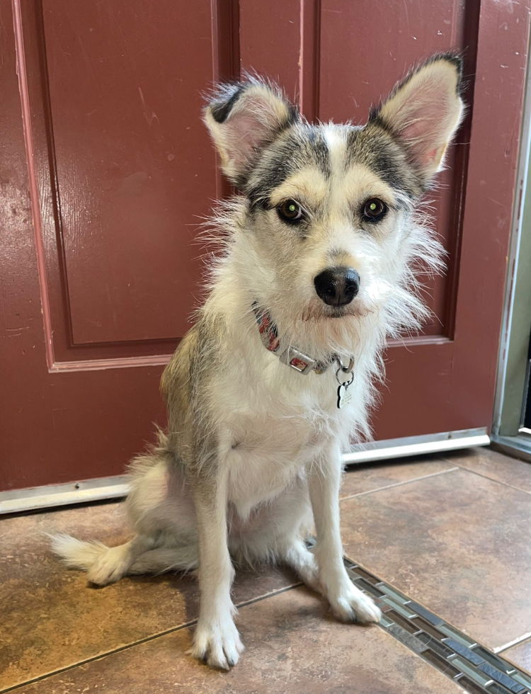 Wire haired terrier husky hot sale mix