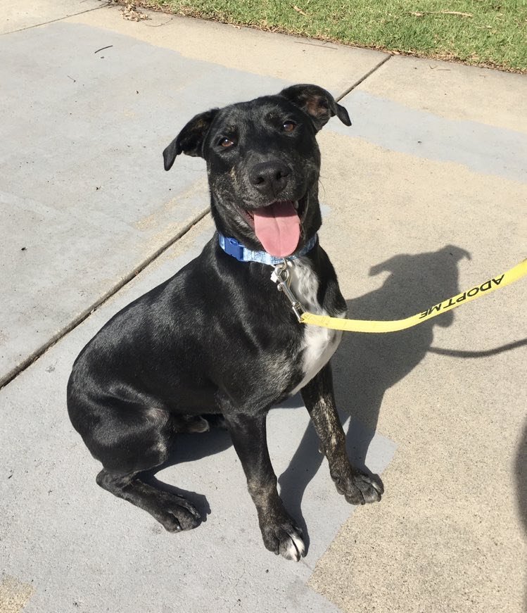 adoptable Dog in San Diego, CA named Harry