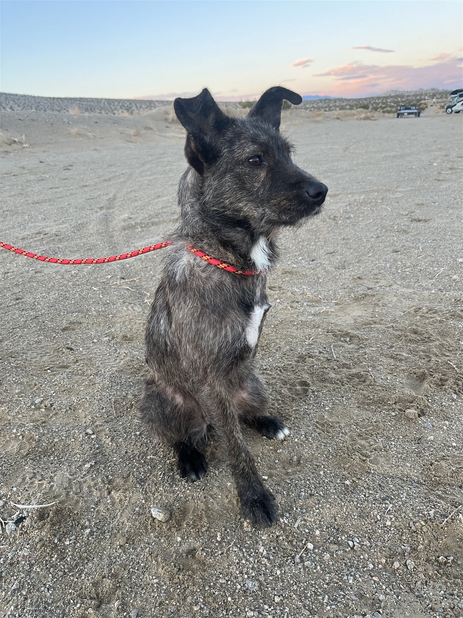 adoptable Dog in San Diego, CA named Dora