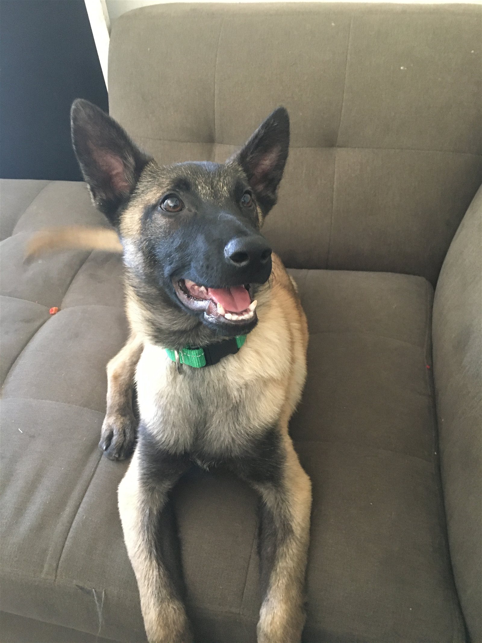 adoptable Dog in San Diego, CA named Scout