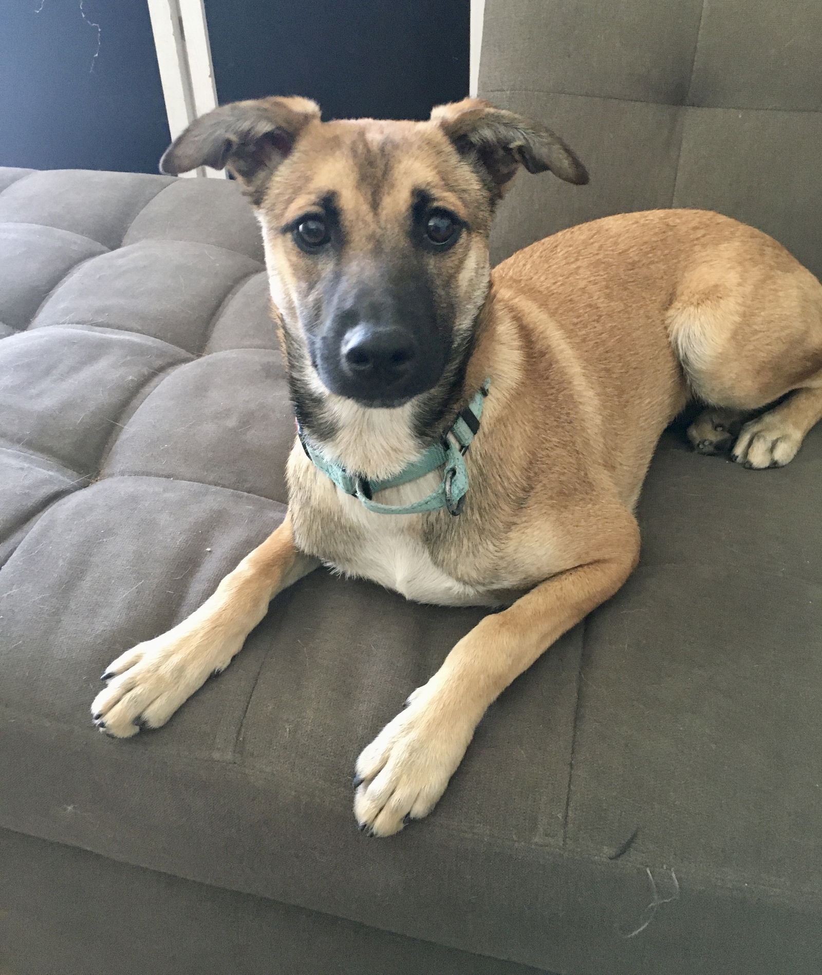 adoptable Dog in San Diego, CA named Cici