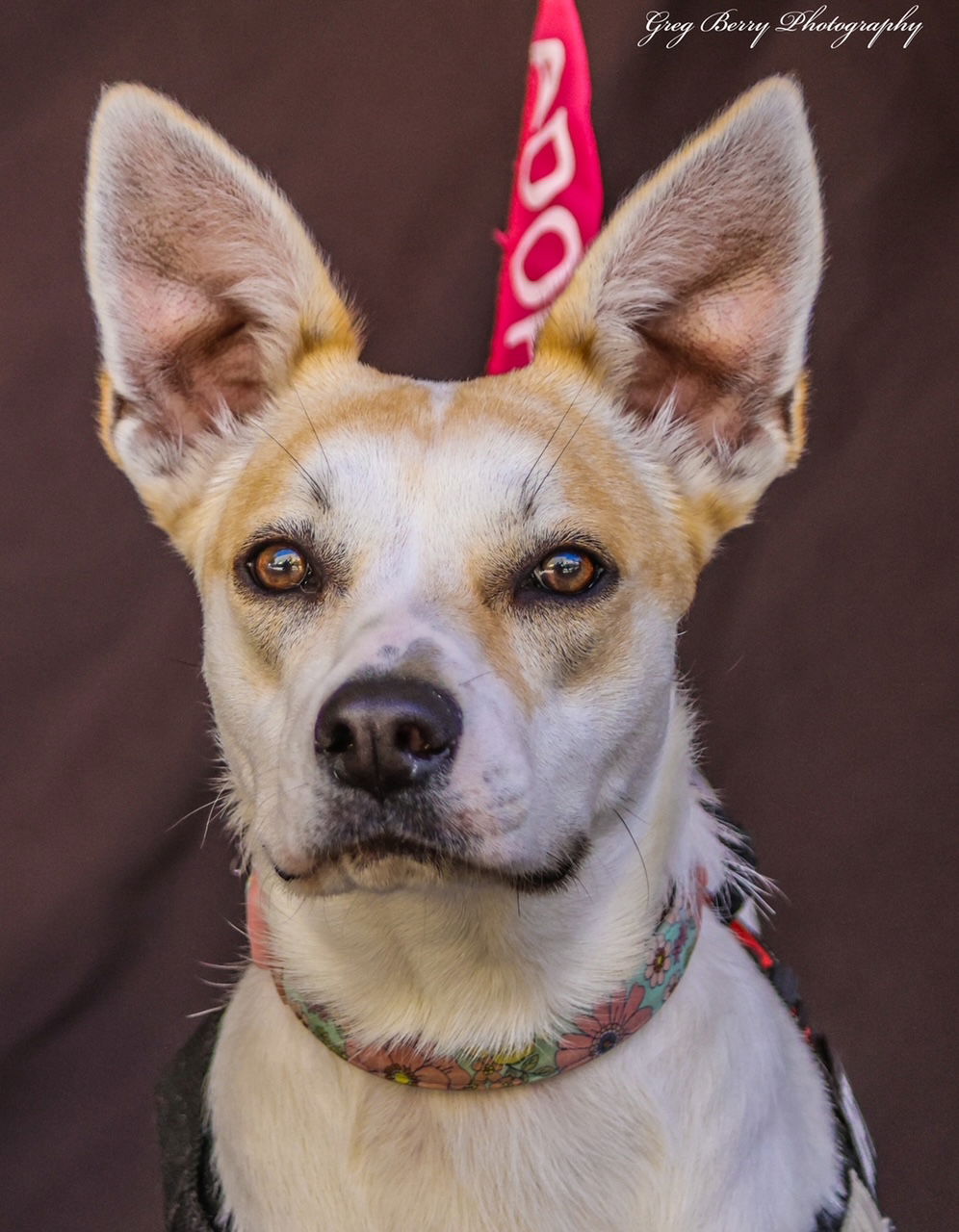 adoptable Dog in San Diego, CA named Pearl