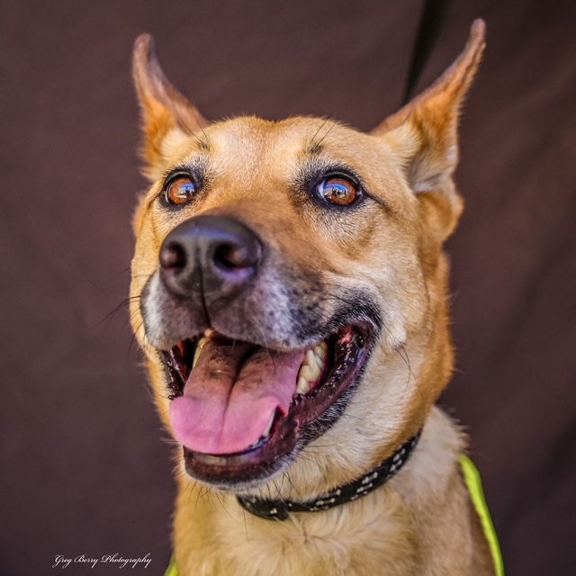 adoptable Dog in San Diego, CA named Allie