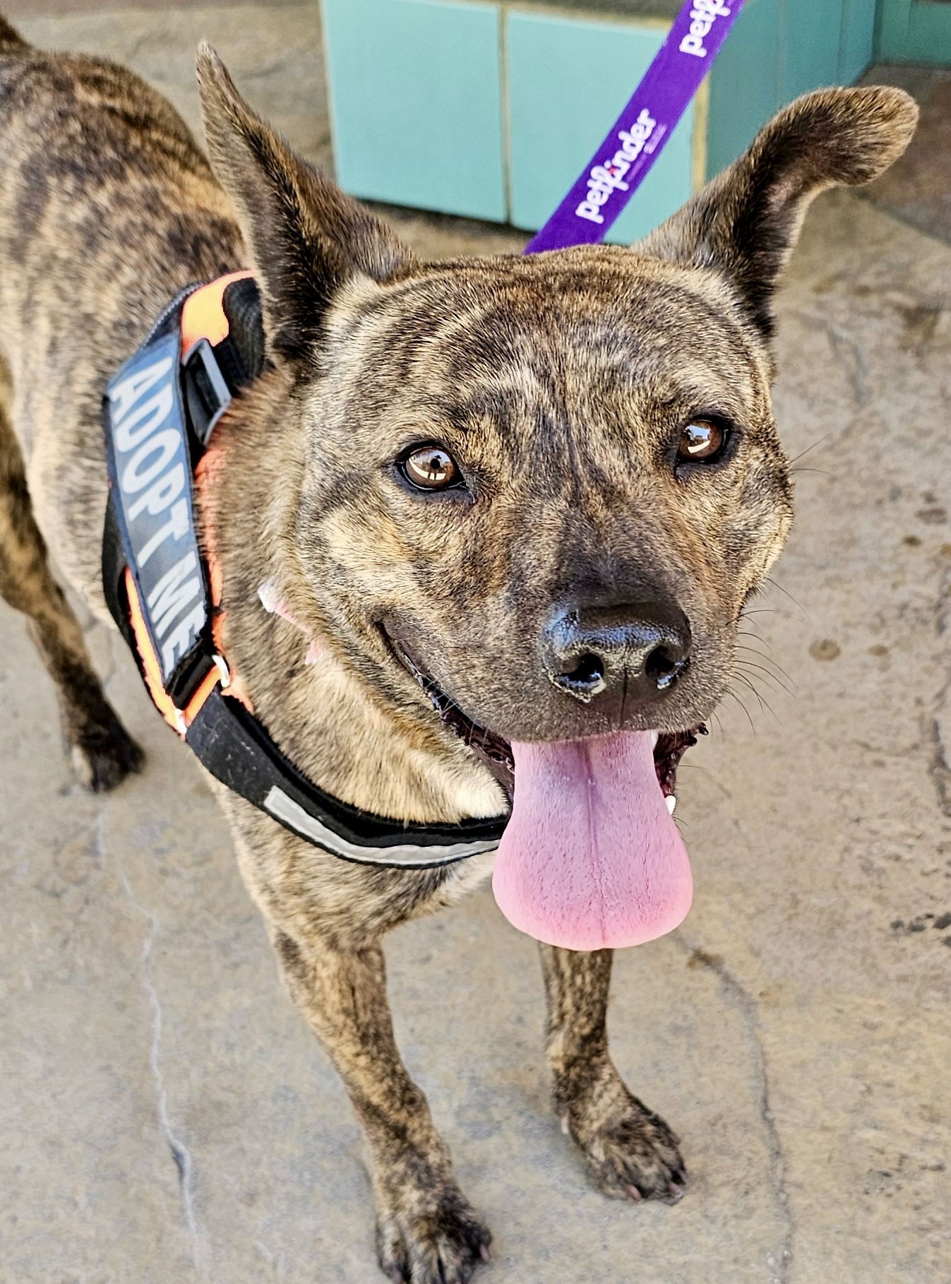 adoptable Dog in San Diego, CA named Maddie