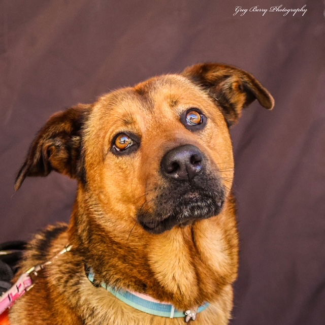 adoptable Dog in San Diego, CA named Ambar