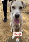 Benji