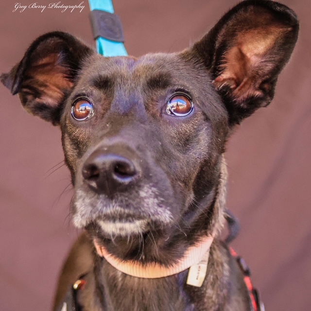 adoptable Dog in San Diego, CA named Princess