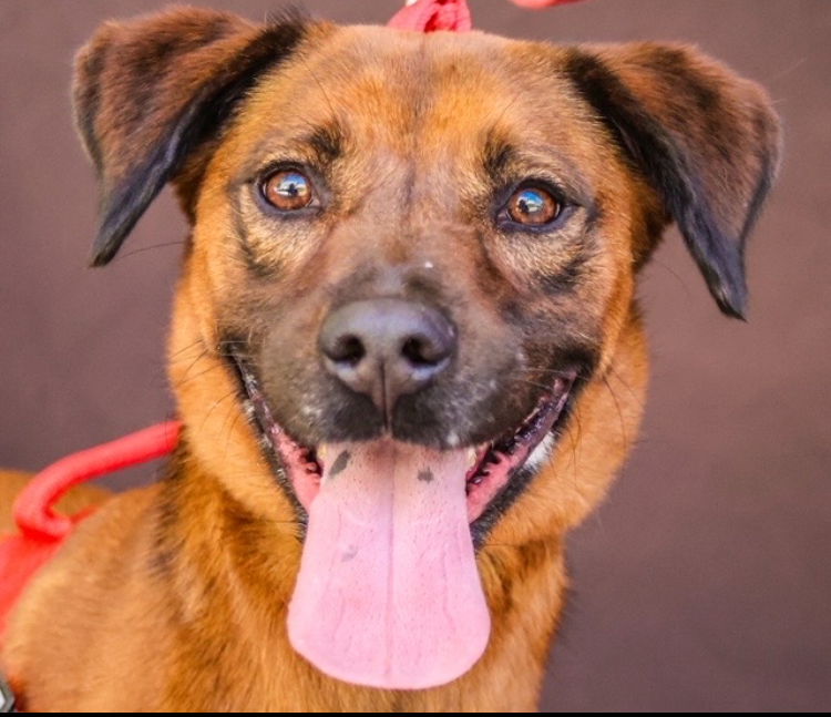 adoptable Dog in San Diego, CA named Red