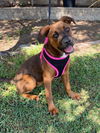 adoptable Dog in San Diego, CA named Mocha