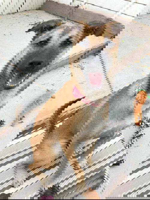 Cici