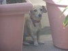 Suzie