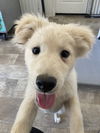 Teddy.