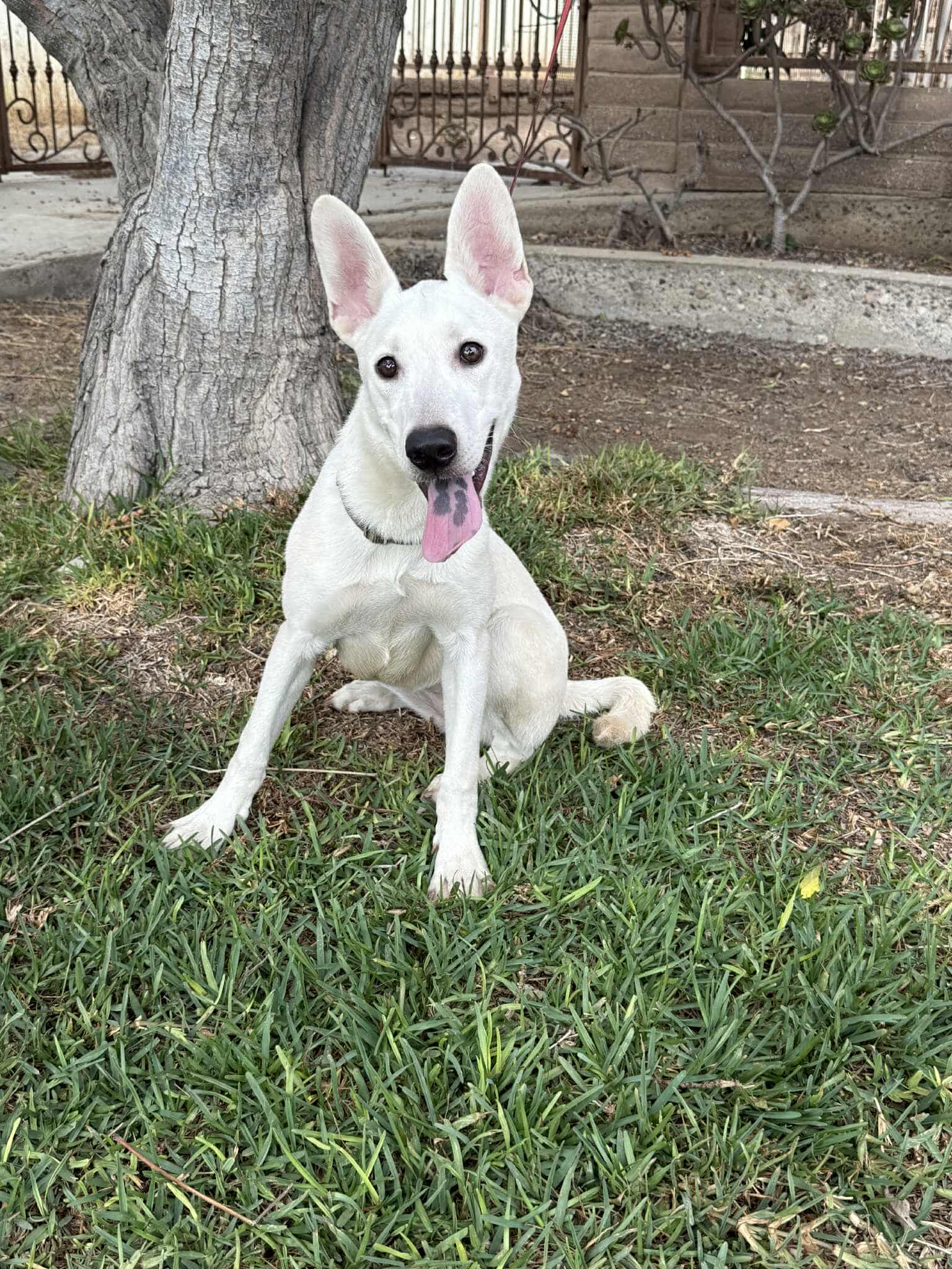 Godiva - Labrador Retriever