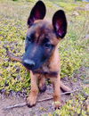 Leah