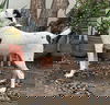 Snoopy