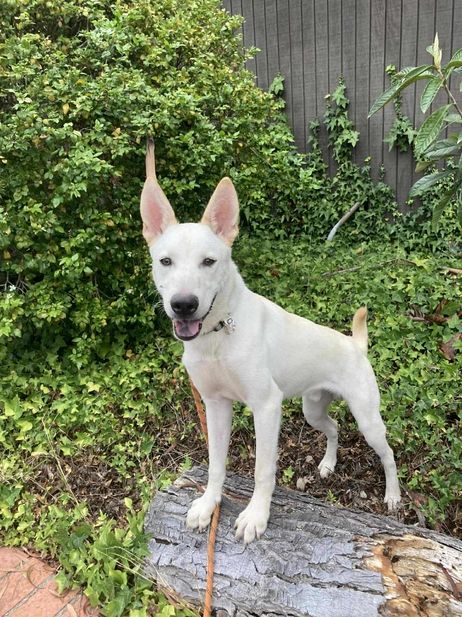 Guru - German Shepherd Dog