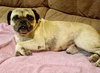 Sir Pugglesworth