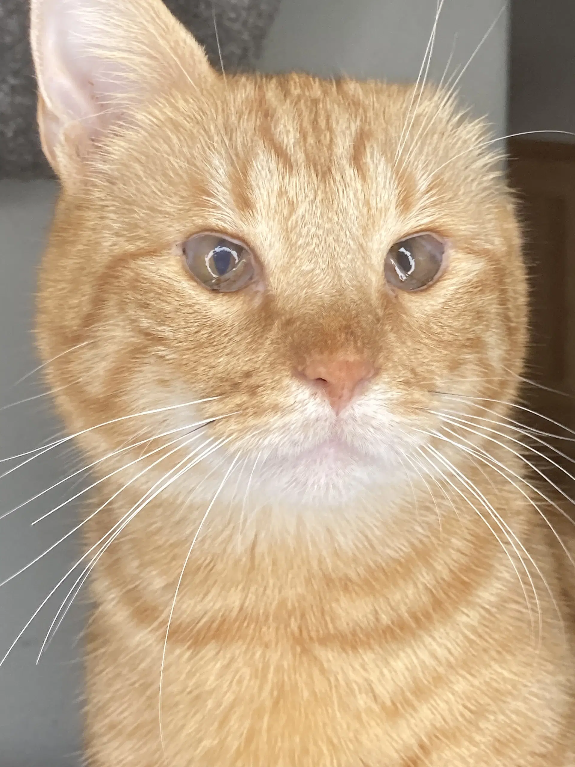 Chester - Domestic Short Hair