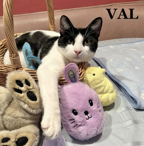 VAL - Domestic Short Hair available for adoption