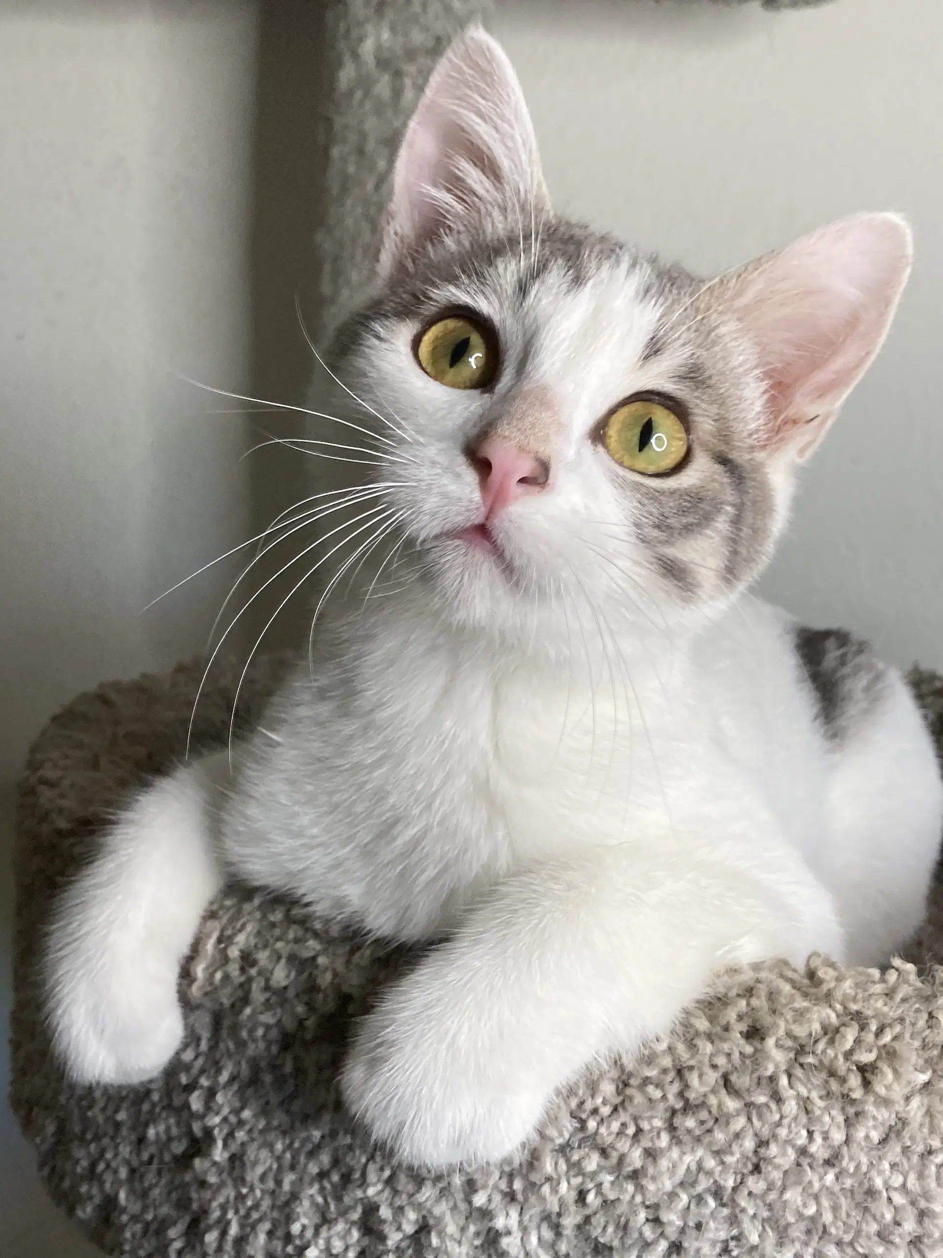Cosmo - Domestic Short Hair