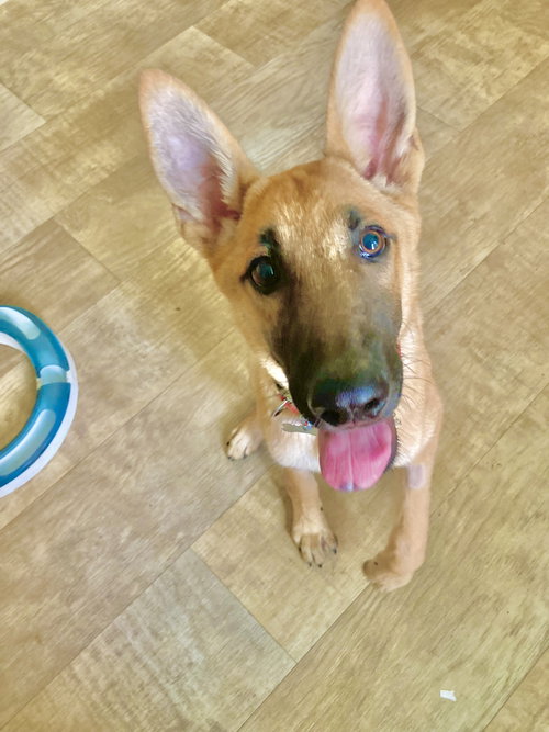 Georgie