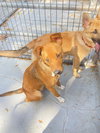 Canela