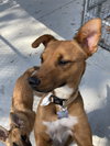 Canela