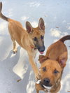 Canela