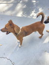 Canela