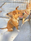 Canela